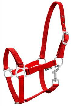 Kantar źrebięcy York