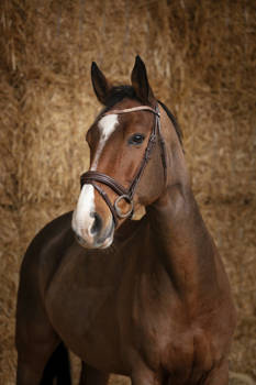 Ogłowie z nachrapnikiem kombinowanym Norton Pro Brilliant