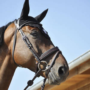 Ogłowie anatomiczne z opadającym naczółkiem i kryształkiem IHWT Evolution Contact