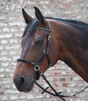 Ogłowie bezwędzidłowe Waldhausen Lindell