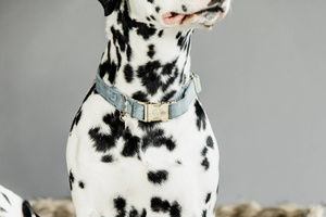 Obroża dla psa Kentucky Dogwear Velvet