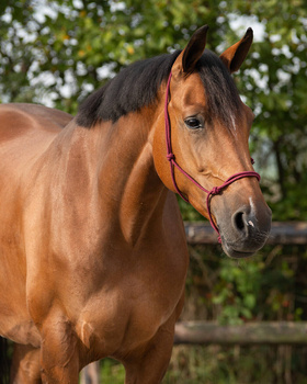 Kantar sznurkowy QHP Basic