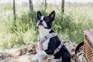 Szelki dla psa Kentucky Dogwear Active Velvet