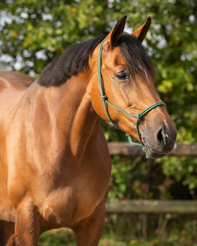 Kantar sznurkowy QHP Basic