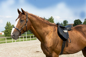 Kantar skórzany Eric Thomas Pro