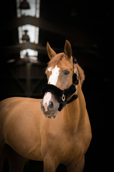 Kantar z futrem EQUITHÈME Teddy 