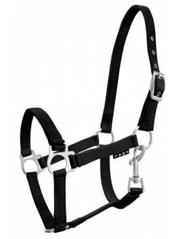 Kantar źrebięcy York