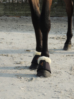 Kaloszki z futrem Kentucky Horsewear Sheepskin Solimbra