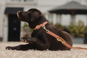 Obroża dla psa Kentucky Dogwear Soft Vegan Leather