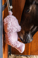 Zabawka dla konia do boksu Kentucky Horsewear Bear