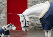 Kantar dla konia Kentucky Horsewear Plaited Nylon