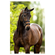 Ogłowie z podwójnym nachrapnikiem BR Bath