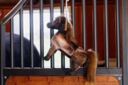 Zabawka dla konia do boksu Kentucky Horsewear Tableux