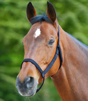 Kantar padokowy Waldhausen Grazing