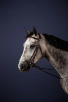 Ogłowie ze sznurkowym nachrapnikiem hanowerskim Dy'on New English Collection NEAAAG