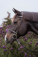 Ogłowie z nachrapnikiem kombinowanym Dy'on Working Collection Training WOXXJG