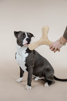 Zabawka dla psa Kentucky Dogwear Pastel Boomerang