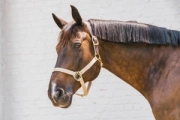 Kantar bezpieczny Kentucky Horsewear Breakaway