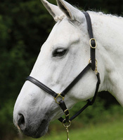 Kantar skórzany Star Robust