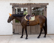Czaprak wszechstronny Kentucky Horsewear Velvet Printing