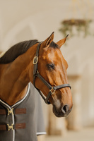 Kantar ze skóry syntetycznej Kentucky Horsewear Leather Halter Wellington