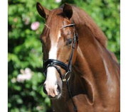 Ogłowie z nachrapnikiem kombinowanym Kavalkade Clinchesse