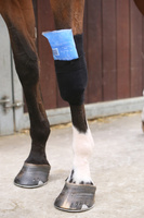 Skarpeta chroniąca przed obtarciami, zabrudzeniami i infekcjami Kentucky Horsewear Tendon Grip Sock