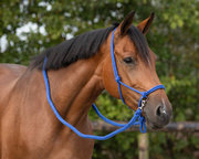 Kantar sznurkowy z wodzami QHP