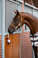 Zabawka dla konia do boksu QHP Stable buddy