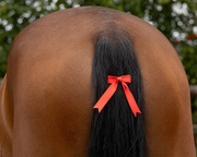 Kokardka na ogon QHP