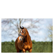 Ogłowie anatomiczne z nachrapnikiem szwedzkim ANKY® Comfort Fit Combined