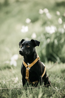 Szelki dla psa Kentucky Dogwear Loop Velvet