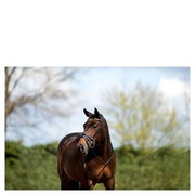 Ogłowie anatomiczne z lakierowanym nachrapnikiem szwedzkim ANKY®