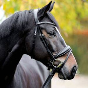 Ogłowie z nachrapnikiem szwedzkim Kavalkade Charlotte