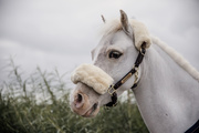 Kantar dla kucyka Kentucky Horsewear Leather Sheepskin