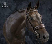 Ochraniacz żelowy na nos i potylicę Acavallo