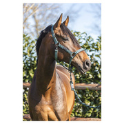 Kantar ANKY® Grooming