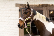 Kantar dla konia Kentucky Horsewear Velvet