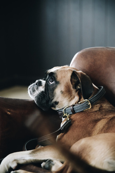 Obroża dla psa Kentucky Dogwear Plaited Nylon