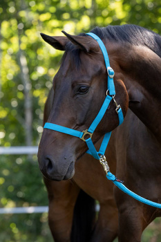 Kantar dla konia Covalliero Hippo