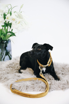 Smycz dla psa Kentucky Dogwear Velvet - 120 cm