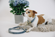 Smycz dla psa Kentucky Dogwear Velvet - 120 cm