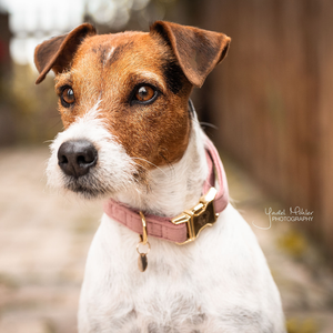 Obroża dla psa Kentucky Dogwear Velvet
