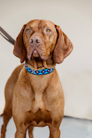 Obroża dla psa Kentucky Dogwear Pearls