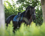 Czaprak ujeżdżeniowy QHP Lily