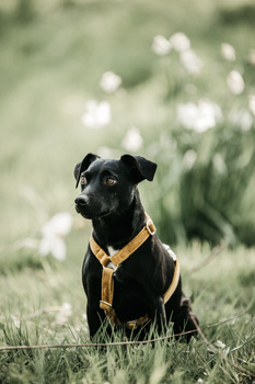 Szelki dla psa Kentucky Dogwear Loop Velvet