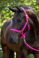 Kantar dla konia Covalliero Hippo