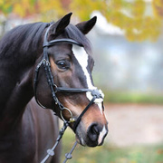 Ogłowie z nachrapnikiem meksykańskim Kavalkade Proline-Diego