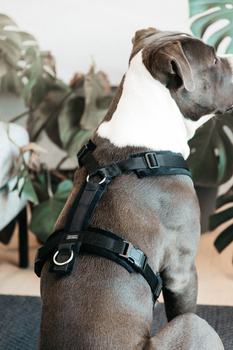 Szelki dla psa Kentucky Dogwear Active Velvet