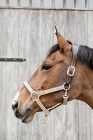 Kantar anatomiczny Kentucky Horsewear Anatomic Nylon